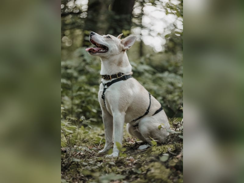 Hailey (Hedvig) -Fröhliche Junghündin sucht aktive Menschen für gemeinsame Abenteuer