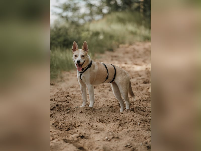 Hailey (Hedvig) -Fröhliche Junghündin sucht aktive Menschen für gemeinsame Abenteuer