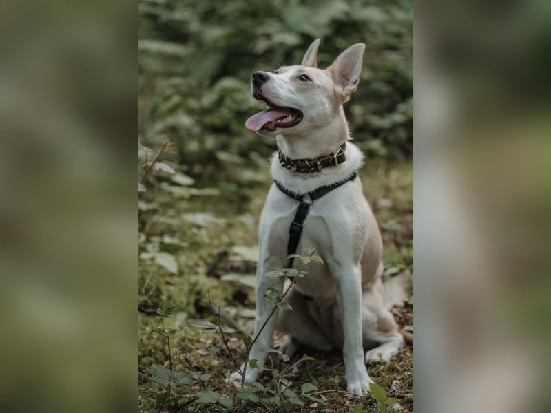 Hailey (Hedvig) -Fröhliche Junghündin sucht aktive Menschen für gemeinsame Abenteuer