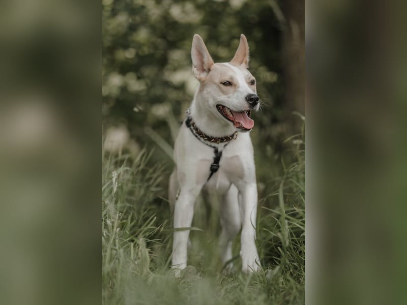 Hailey (Hedvig) -Fröhliche Junghündin sucht aktive Menschen für gemeinsame Abenteuer