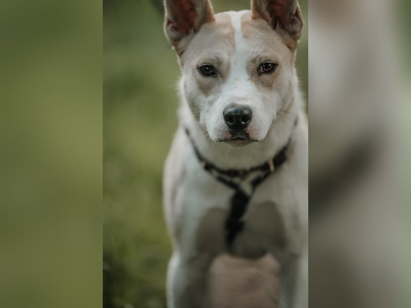 Hailey (Hedvig) -Fröhliche Junghündin sucht aktive Menschen für gemeinsame Abenteuer