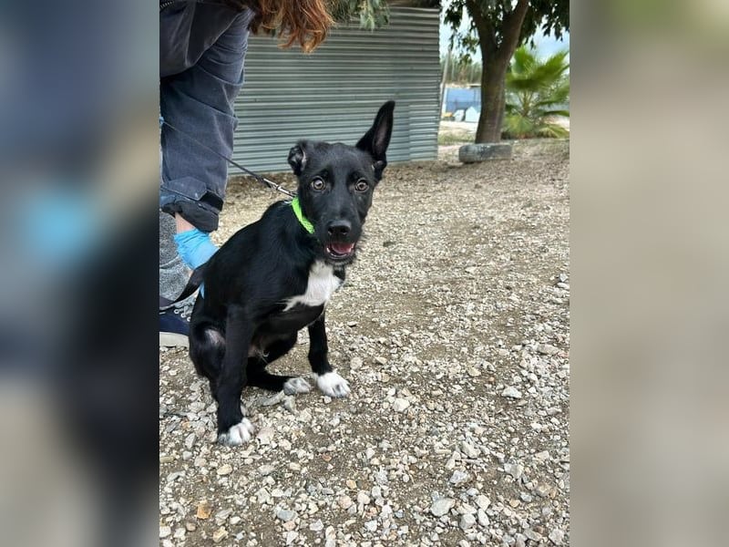 Mouse, als Baby einfach weggeworfen