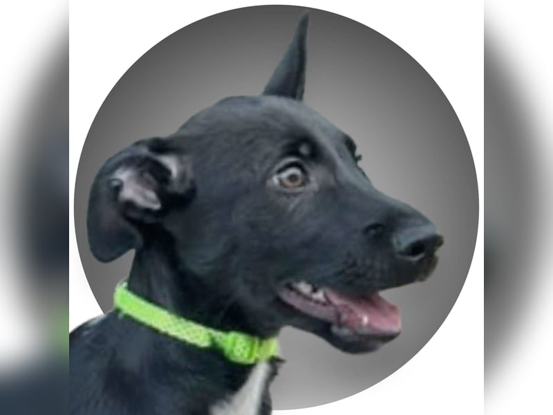 Mouse, als Baby einfach weggeworfen