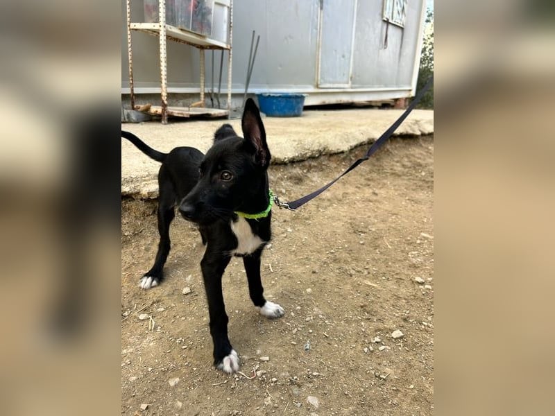 Mouse, als Baby einfach weggeworfen