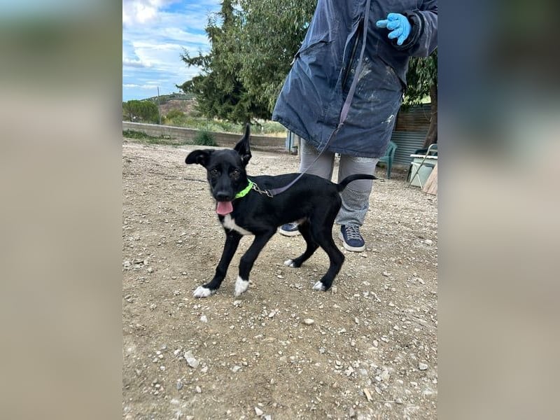 Mouse, als Baby einfach weggeworfen