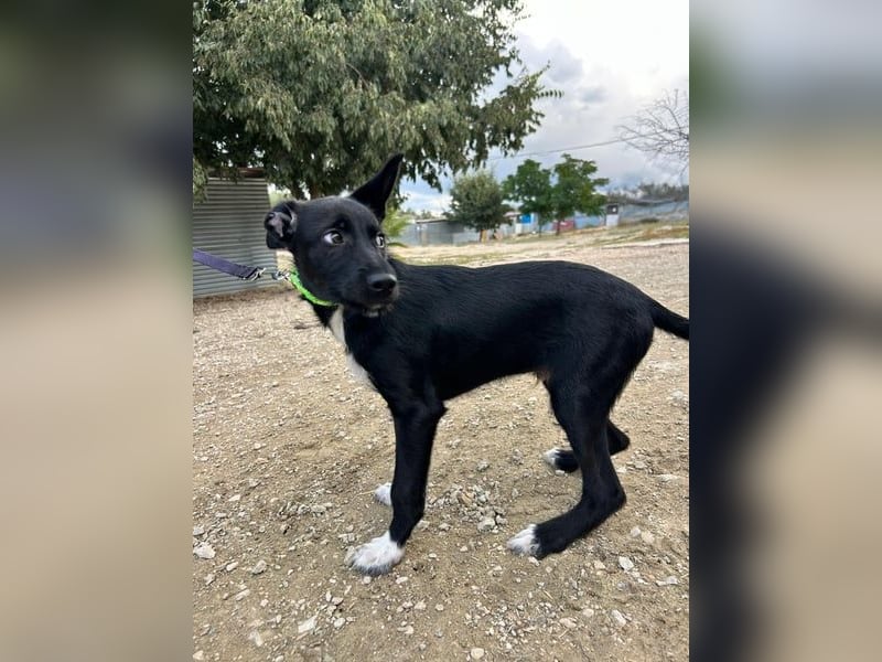 Mouse, als Baby einfach weggeworfen