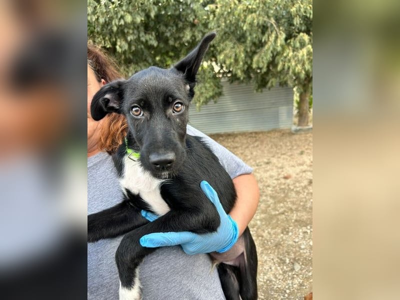 Mouse, als Baby einfach weggeworfen