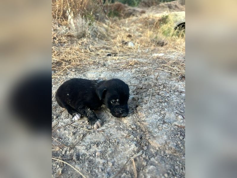 Mouse, als Baby einfach weggeworfen