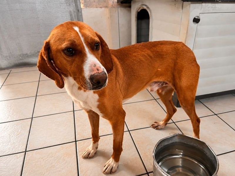 Alex - sensibler Hundejunge sucht das große Glück