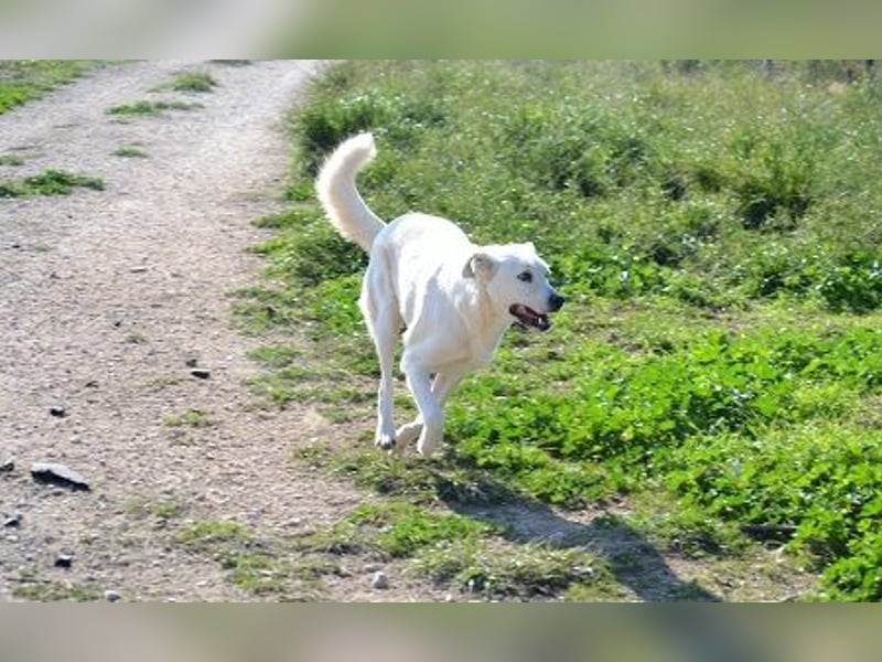 Alkis - alle sind „total verliebt“ in ihn