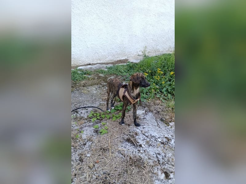 Lulu PM - Vorsicht Zucker!