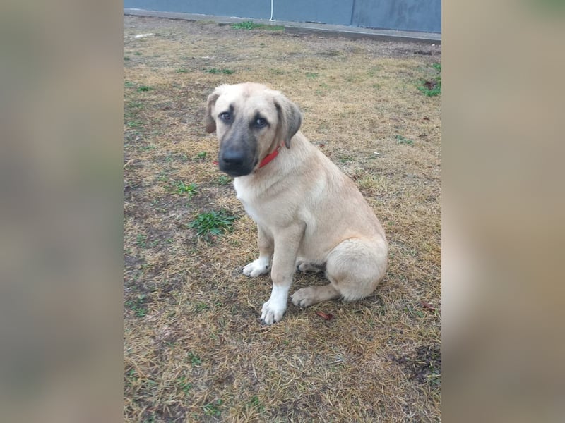 Noah - ihm wurde der Schwanz abgeschnitten.