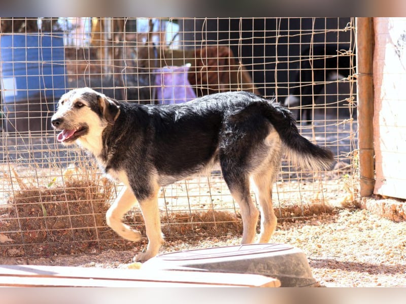 Cooper - seine Familie wurde im „Nirgendwo“ ohne Futter und Wasser ausgesetzt.