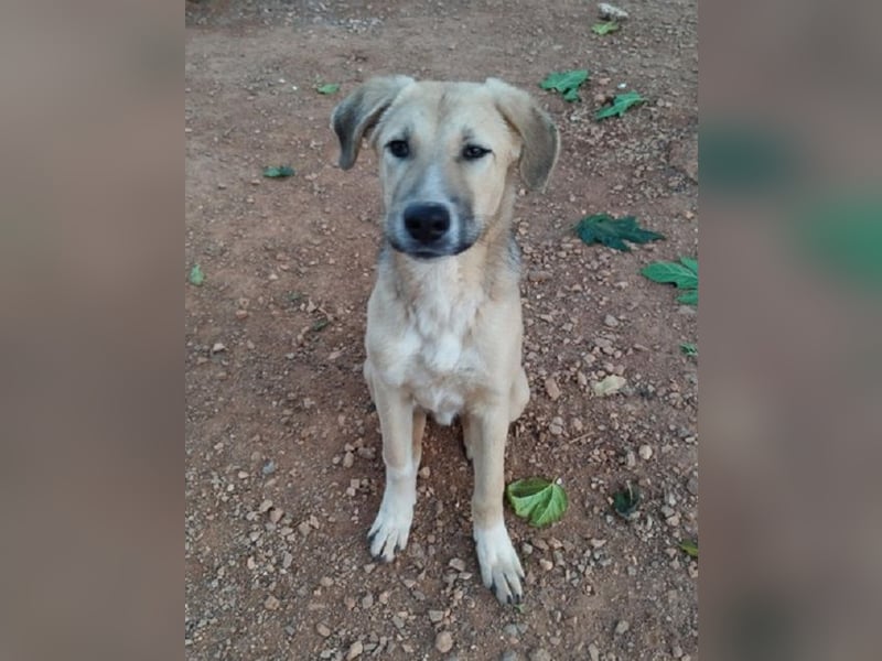 Luka - gehorsam, intelligent, neugierig und menschenbezogen – das perfekte Familienmitglied.