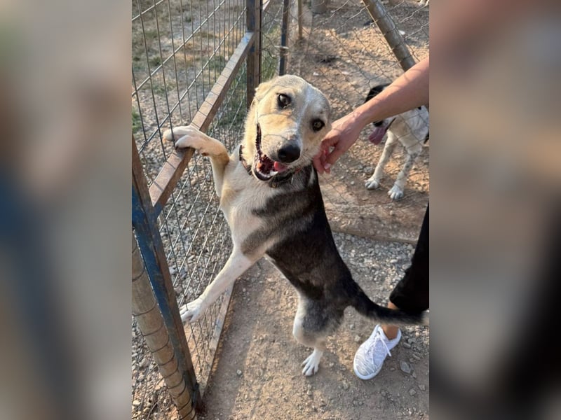 Balu-Demi - fröhliches, kleines Herz auf vier Pfoten