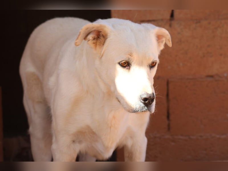 Alkis - alle sind „total verliebt“ in ihn