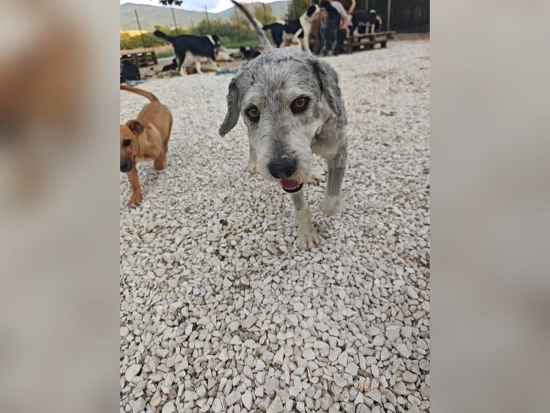 Grey - gute Laune auf vier Pfoten