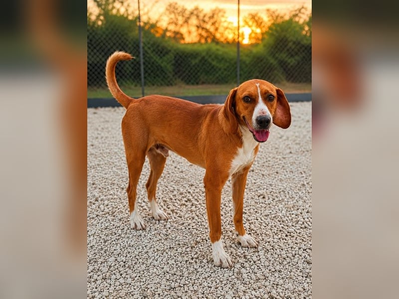 Alex - sensibler Hundejunge sucht das große Glück