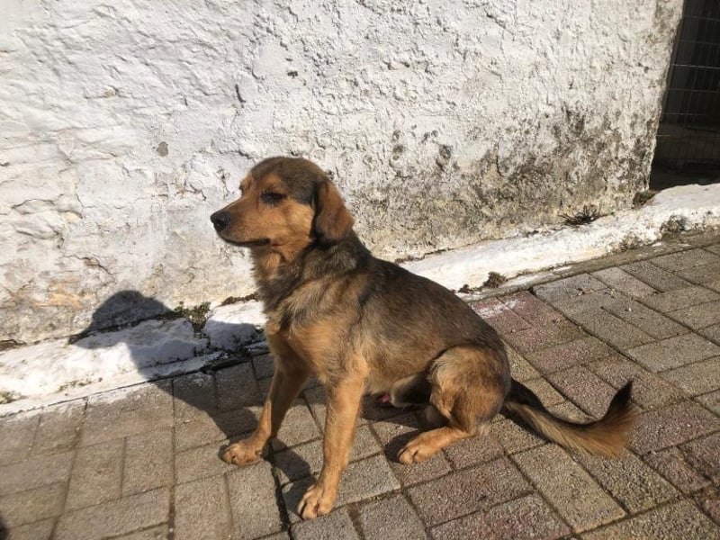 Oliver, der kleine Traumstreuner
