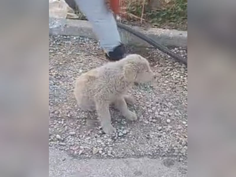 Apostolos - er wurde angefahren und muss dringend operiert werden