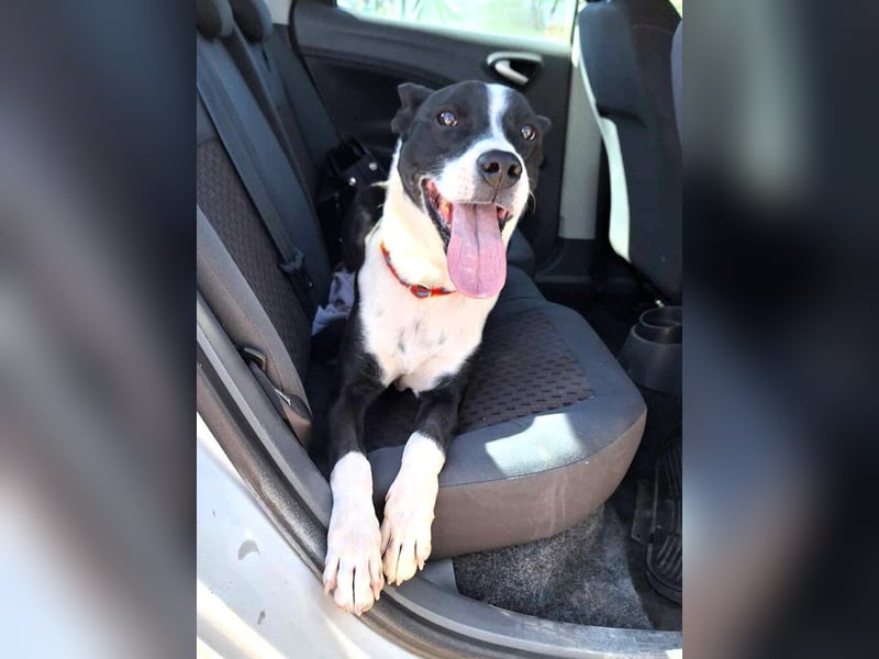 Cole - er hat schon ganz viele Tiefen des Lebens mitgemacht