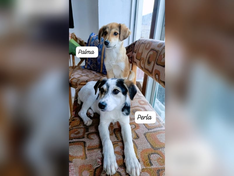 Perla - bezaubernd wie ihr Name