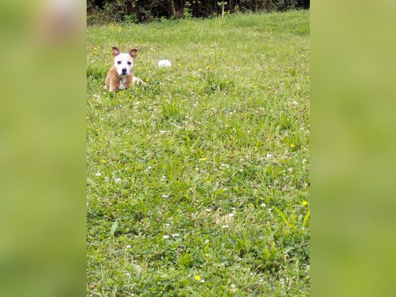 Gina - nach 10 Jahren muss sie ihr Zuhause verlassen