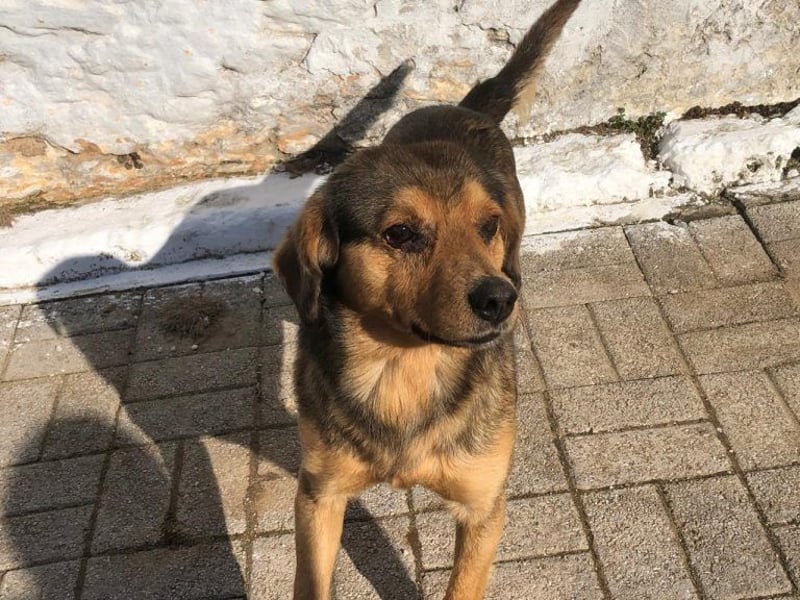 Oliver, der kleine Traumstreuner