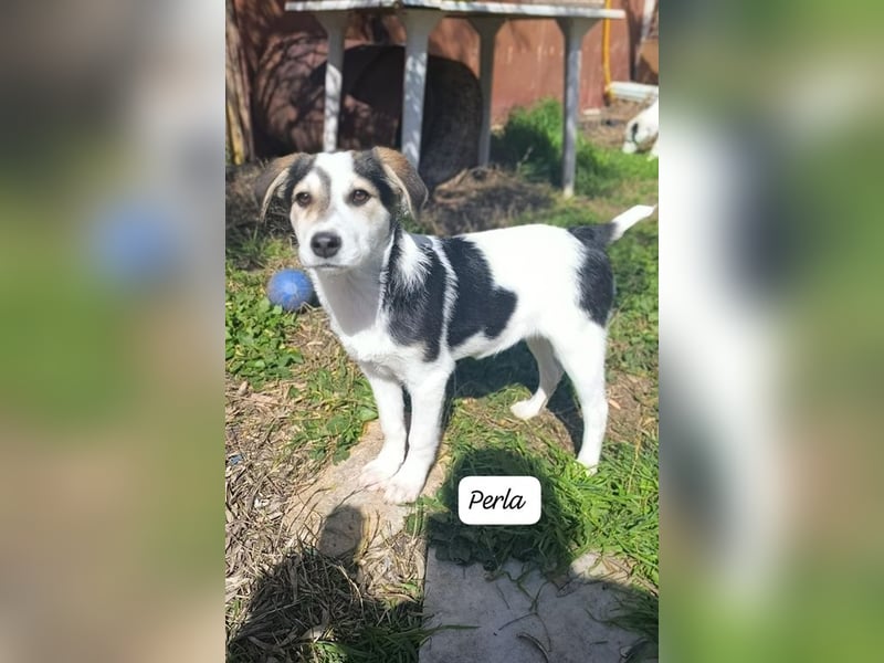 Perla - bezaubernd wie ihr Name