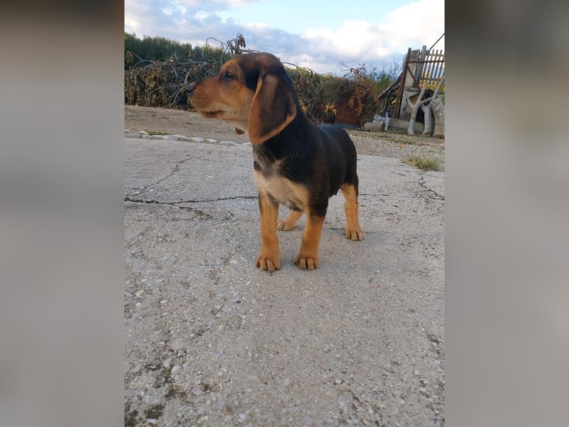 Dafne PM - klein aber Oho!