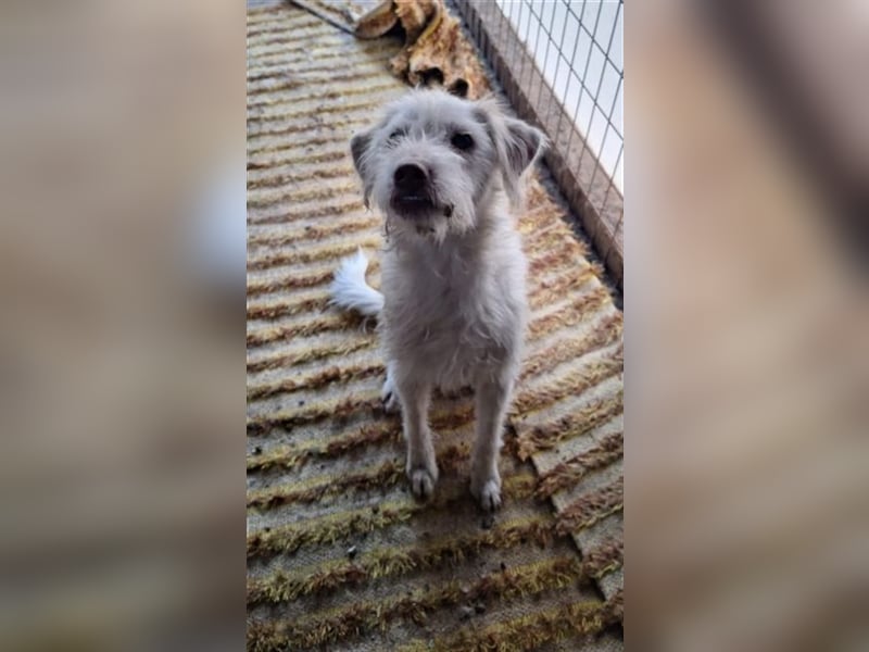 Terry - liebenswerter Rüde sucht seine Menschen