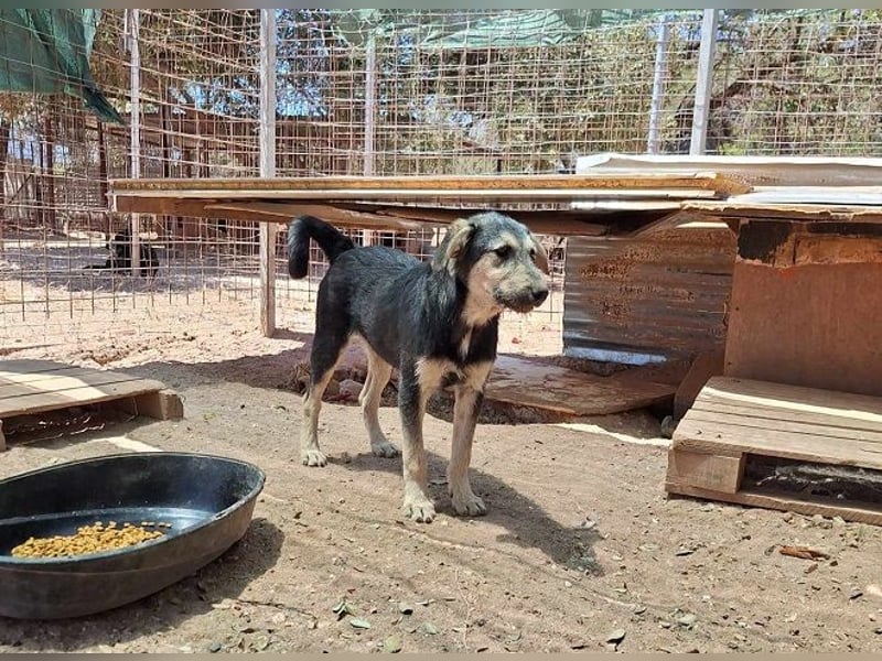 Cooper - seine Familie wurde im „Nirgendwo“ ohne Futter und Wasser ausgesetzt.