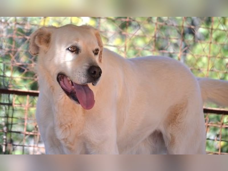 Alkis - alle sind „total verliebt“ in ihn