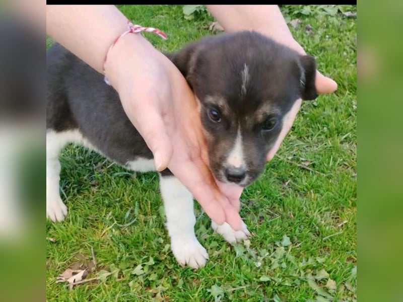 Kiyan - eines von elf kleinen „bunten“, fröhlichen Fellbällchen.