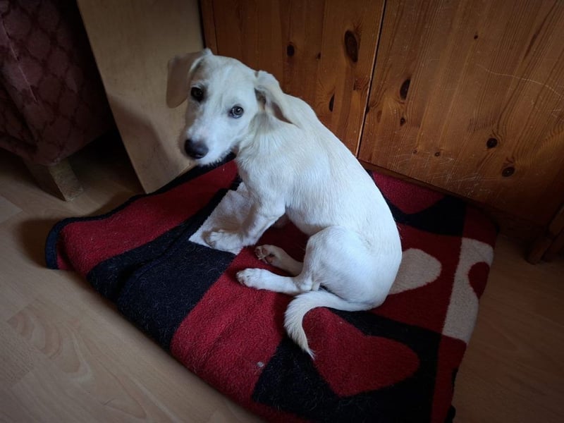 Zauberhafter Idefix gibt Gas... (65719 Hofheim)