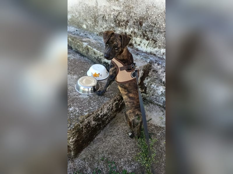 Lulu PM - Vorsicht Zucker!