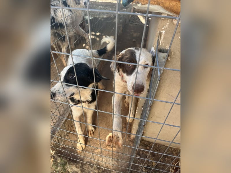 Onida - sie wurde mit ihrem Bruder auf dem Militärgelände gefunden