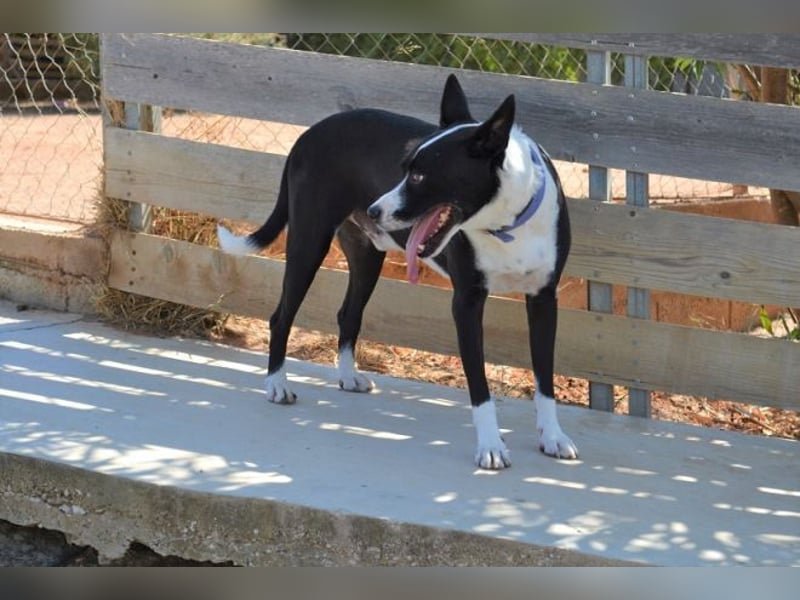 Cole - er hat schon ganz viele Tiefen des Lebens mitgemacht