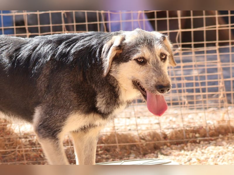 Cooper - seine Familie wurde im „Nirgendwo“ ohne Futter und Wasser ausgesetzt.