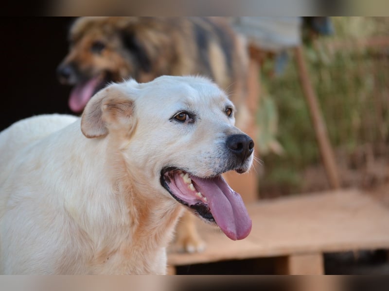 Alkis - alle sind „total verliebt“ in ihn