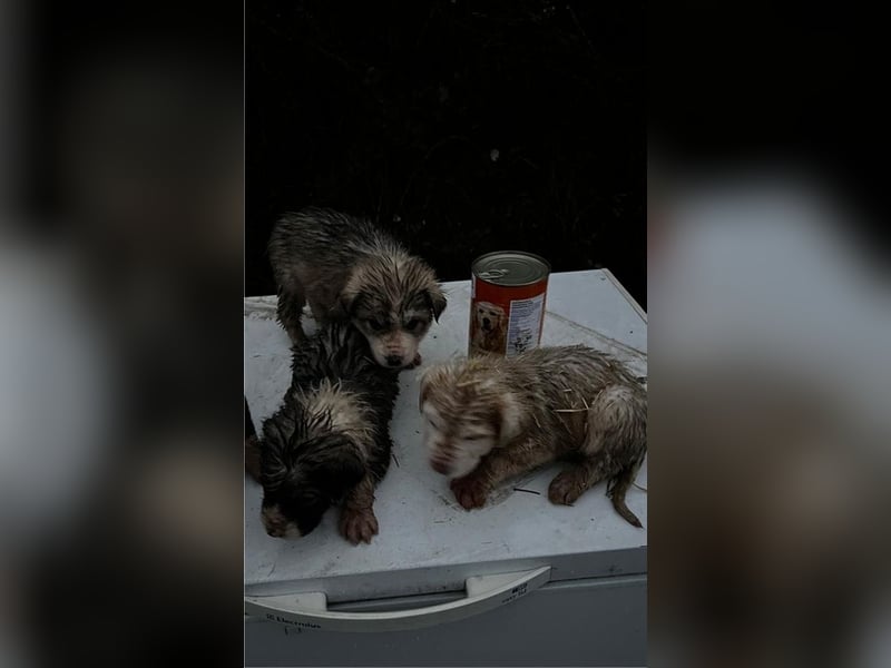 Lilly - will nur noch SCHÖNE Abenteuer