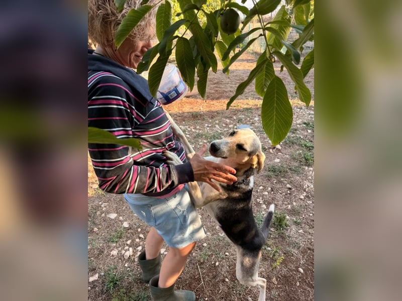 Balu-Demi - fröhliches, kleines Herz auf vier Pfoten