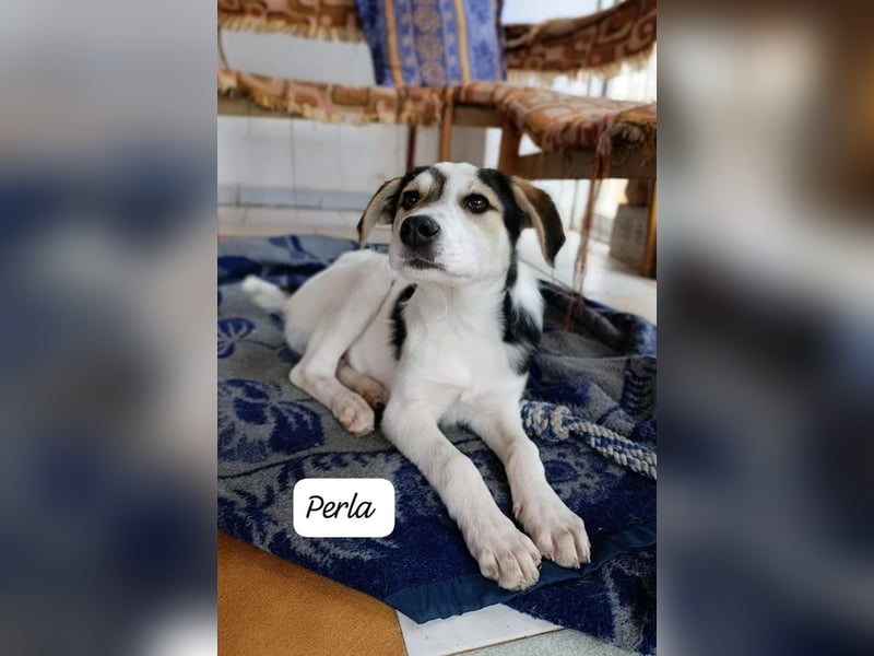 Perla - bezaubernd wie ihr Name