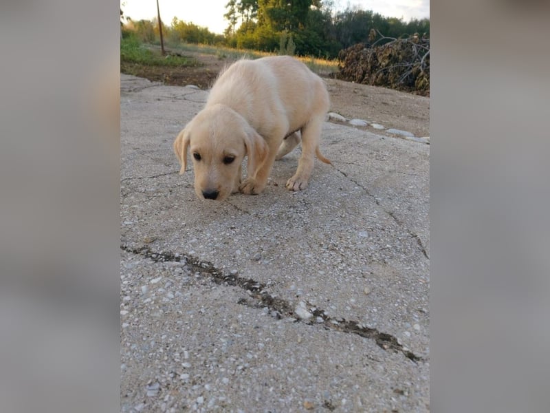 Drake - Mini-Abenteurer sucht sein Zuhause