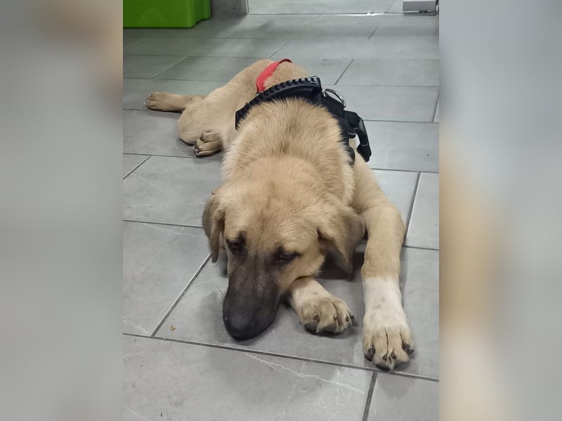 Noah - ihm wurde der Schwanz abgeschnitten.