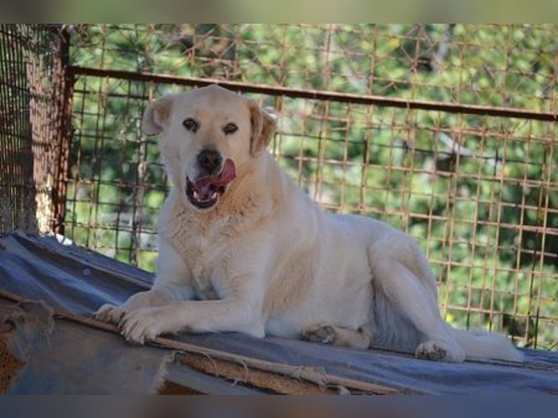 Alkis - alle sind „total verliebt“ in ihn