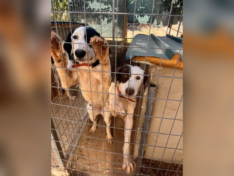 Onida - sie wurde mit ihrem Bruder auf dem Militärgelände gefunden