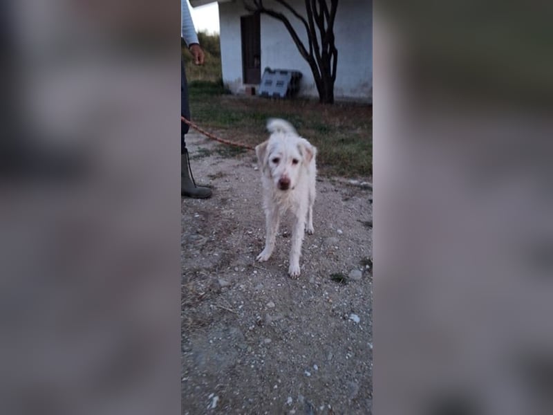 Terry - liebenswerter Rüde sucht seine Menschen