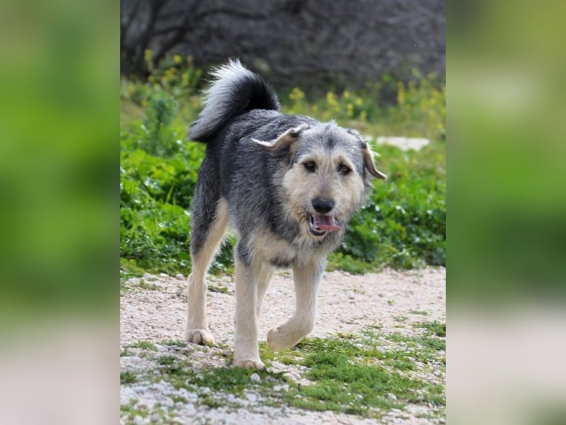 Cooper - Ich bin nicht zerzaust - ich bin außergewöhnlich!