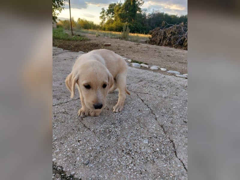 Drake - Mini-Abenteurer sucht sein Zuhause